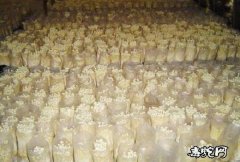 金针菇种植技术、金针菇袋式栽培法季节...