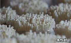 金针菇种植技术、金针菇袋式栽培需要哪...