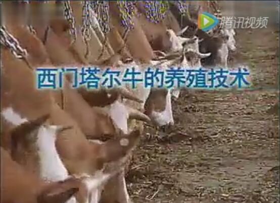 肉牛养殖：西门塔尔牛的养殖技术视频