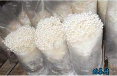 种金针菇、金针菇从栽培、病虫害防治到...