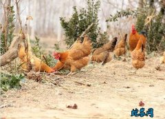 散养土鸡、2020年散养土鸡价格多少...