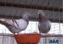 鸽子价钱、2020年鸽子价格多少钱一...