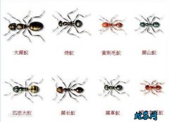 黑蚂蚁种类有哪些？带图