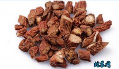 丹参图片、中药丹参植物图片大全欣赏！