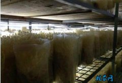 种金针菇的方法？金针菇的高效床栽技术...