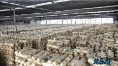 金针菇怎么种植？金针菇熟料栽培技术！