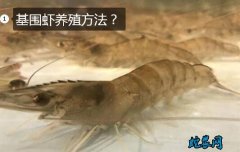基围虾养殖方法及养殖条件？