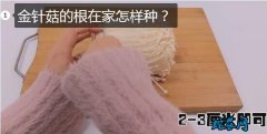 金针菇的根在家怎样种？