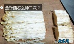 金针菇怎么种二次？