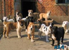 肉狗批发、肉狗批发市场哪里最大？