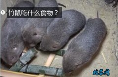 竹鼠吃什么食物？和老鼠一样爱吃大米吗...