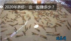 养虾、2020年养虾一亩一般赚多少？