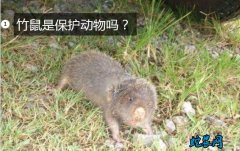 竹鼠是保护动物吗？竹鼠是几级保护动物...