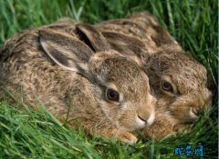 种兔养殖场、哪里有正规养兔场联系方式...
