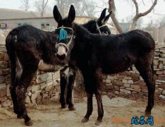 驴价格、2020年毛驴多少钱一头？