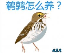 鹌鹑怎么养？鹌鹑养殖综合技术大全