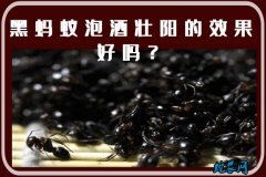 黑蚂蚁酒、黑蚂蚁泡酒壮阳的效果好吗？