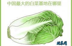 白菜基地、中国最大的白菜基地在哪里？