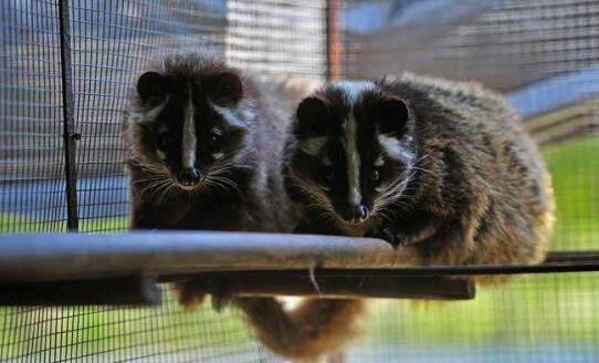 【果子狸】花面狸百科