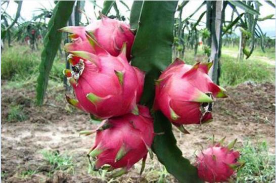 【火龙果】百科