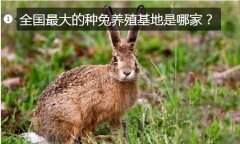 种兔养殖、全国最大的种兔养殖基地是哪...