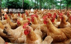 养鸡成本、养鸡成本与利润分析