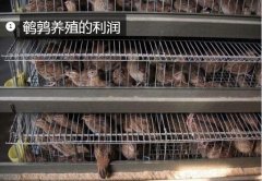 鹌鹑养殖的利润、2020年养殖鹌鹑利...