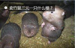 卖竹鼠3元一只10元3只、卖竹鼠三元...