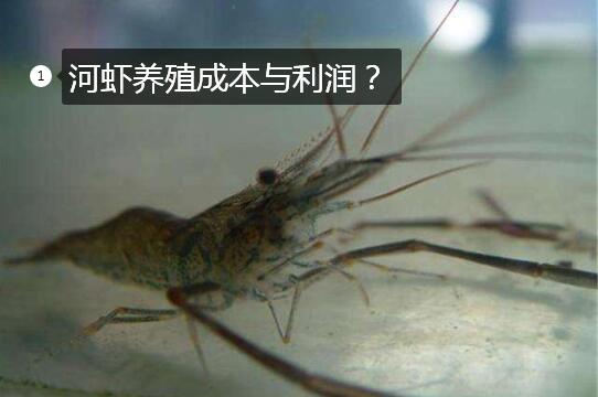 河虾养殖图片1
