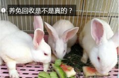 养兔回收、养兔回收是不是真的？