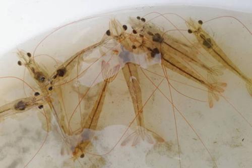 南美白对虾养殖技术图片3