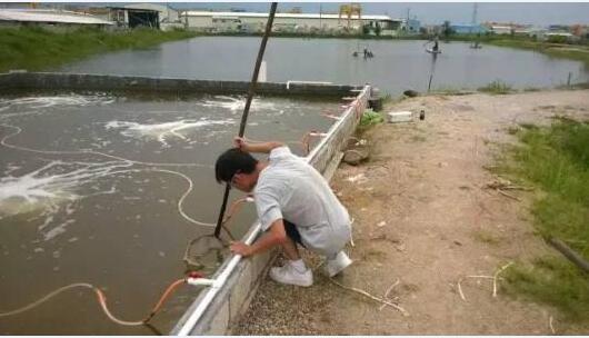 南美白对虾养殖技术图片4