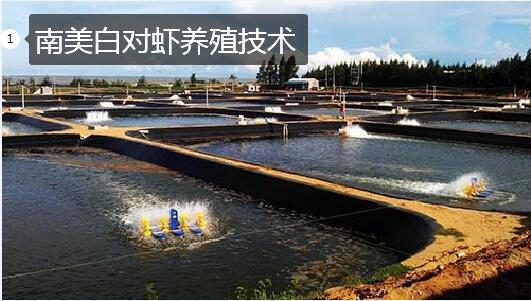 南美白对虾养殖技术图片1