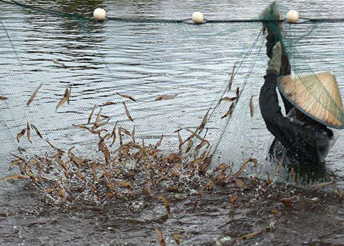 南美白对虾养殖技术图片6