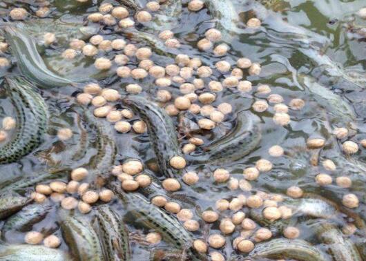 如何养殖泥鳅图5