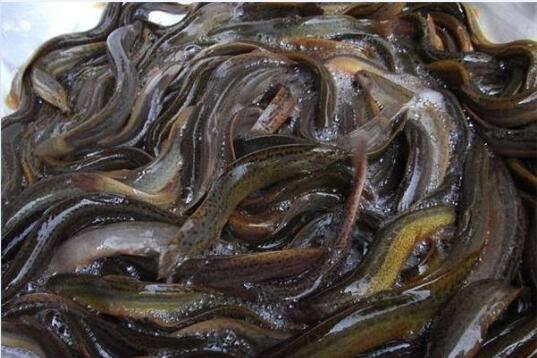 如何养殖泥鳅图7