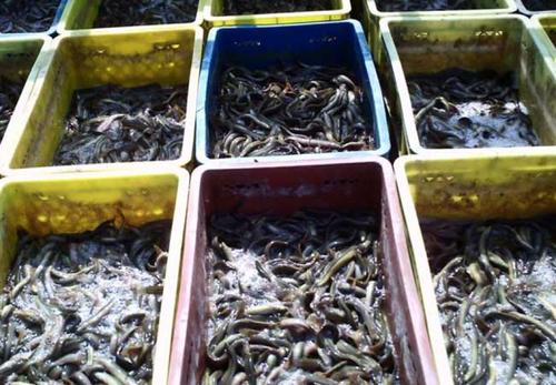 如何养殖泥鳅图