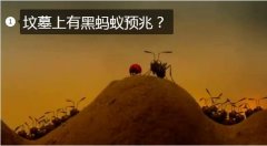 坟墓上有黑蚂蚁预兆？风水怎么样？