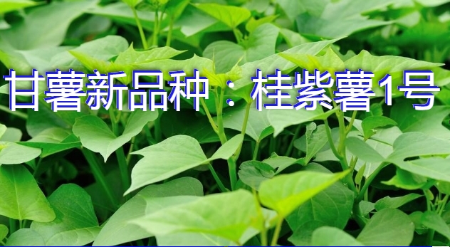 甘薯新品种：桂紫薯1号简介