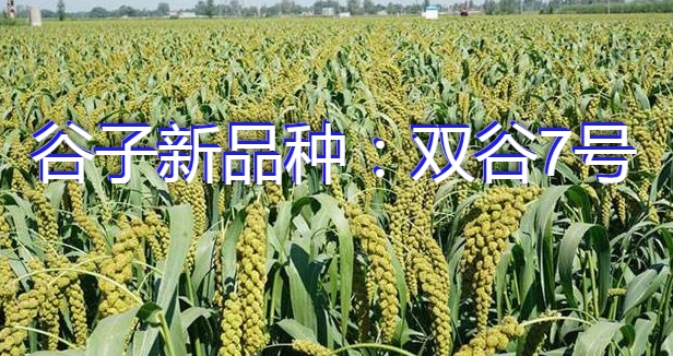 谷子新品种：双谷7号
