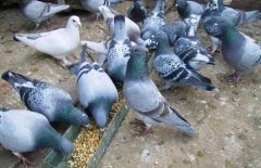 2020年11月19日鸽子价格行情、...