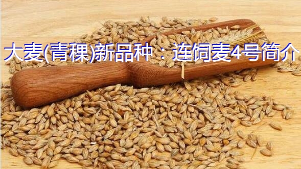大麦(青稞)新品种：连饲麦4号简介