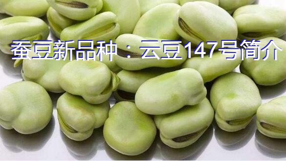 蚕豆新品种：云豆147号简介