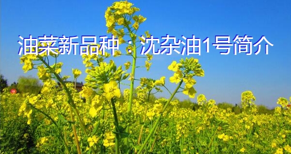 油菜新品种：沈杂油1号简介