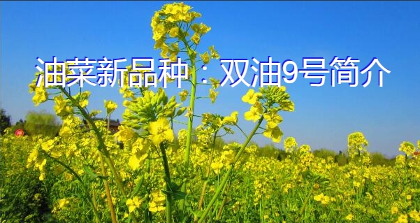 油菜新品种：双油9号简介