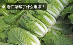 老白菜、老白菜帮子是什么意思？