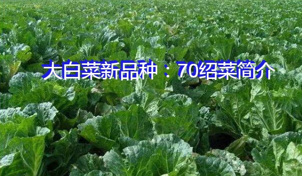 大白菜新品种：70绍菜简介