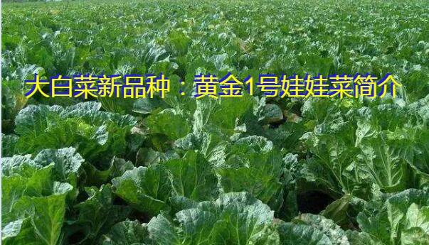 大白菜新品种：黄金1号娃娃菜简介