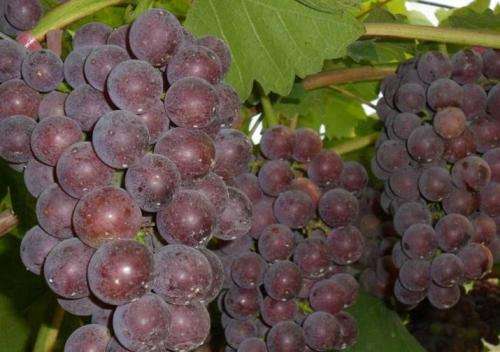 葡萄苗新品种图3