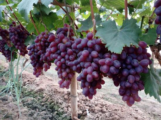 葡萄苗新品种图6